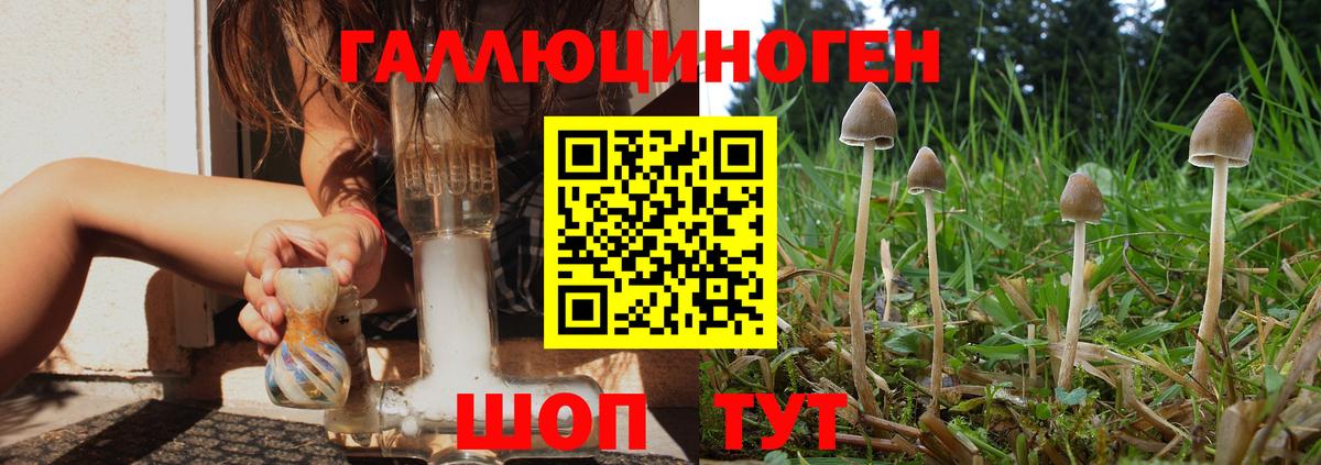 Псилоцибиновые грибы Psilocybine cubensis Тобольск